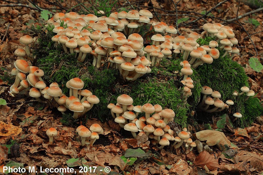 Hypholoma fasciculare